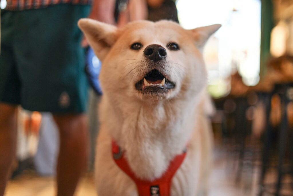 The Best Dog-Friendly Breweries in San Diego (Yes, Really)